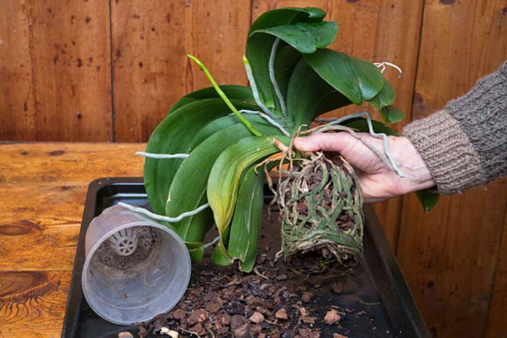 How to Fix Root Rot