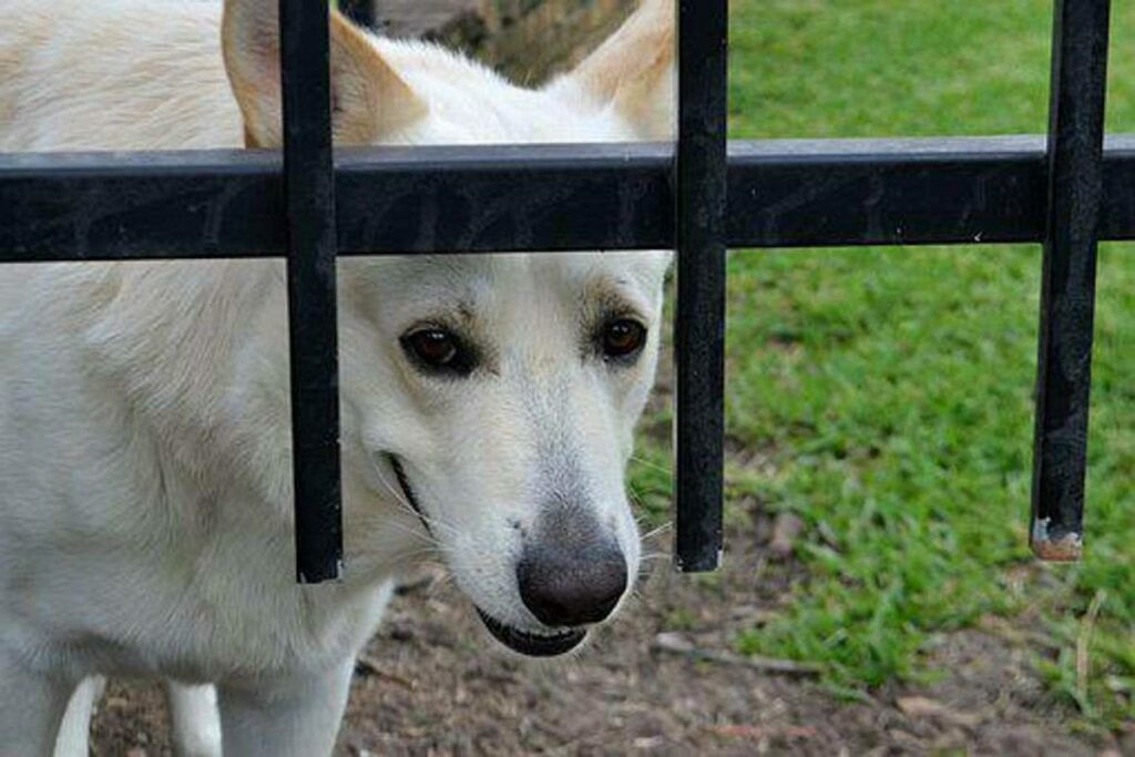 Animal Friends Pet Insurance Reviews Animal Friends Pet Insurance Reviews