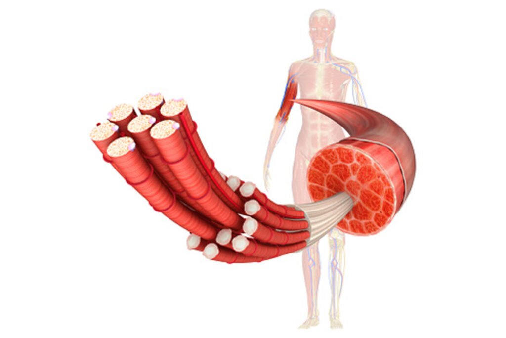 What is Tissue in the Human Body?