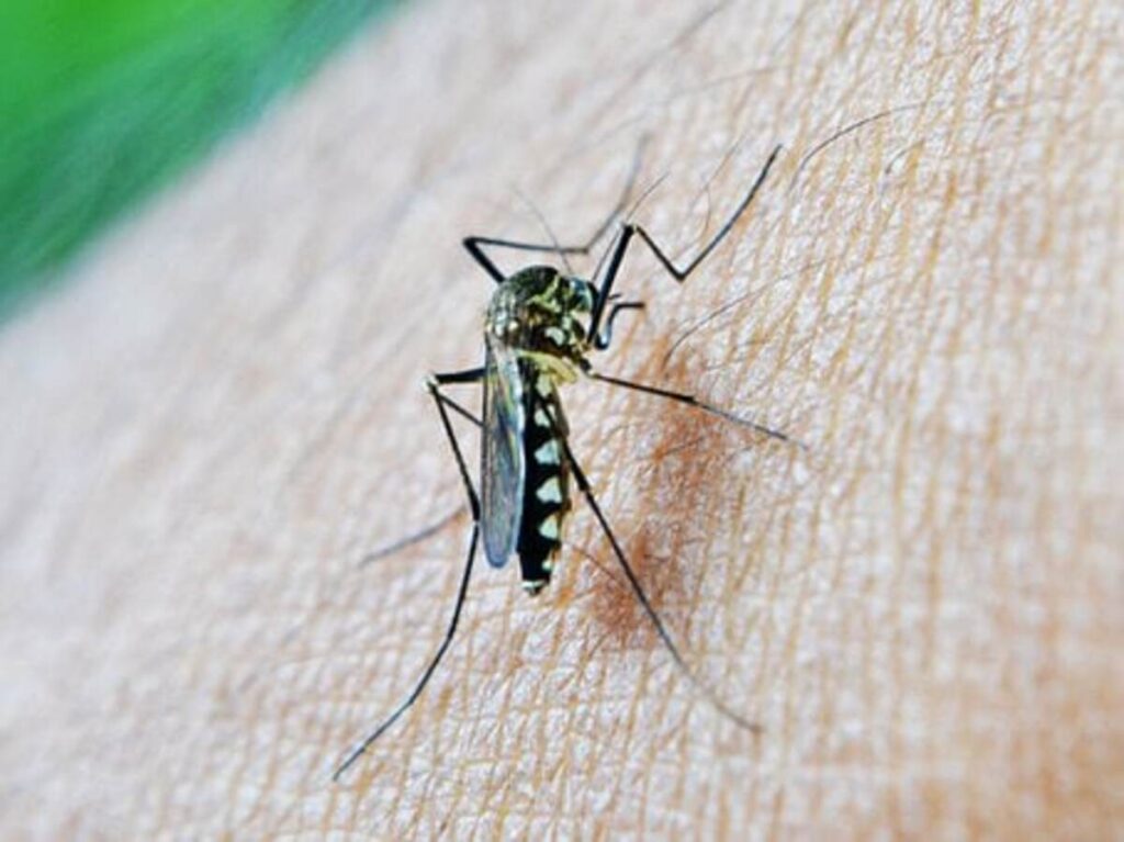 Malaria Vectors