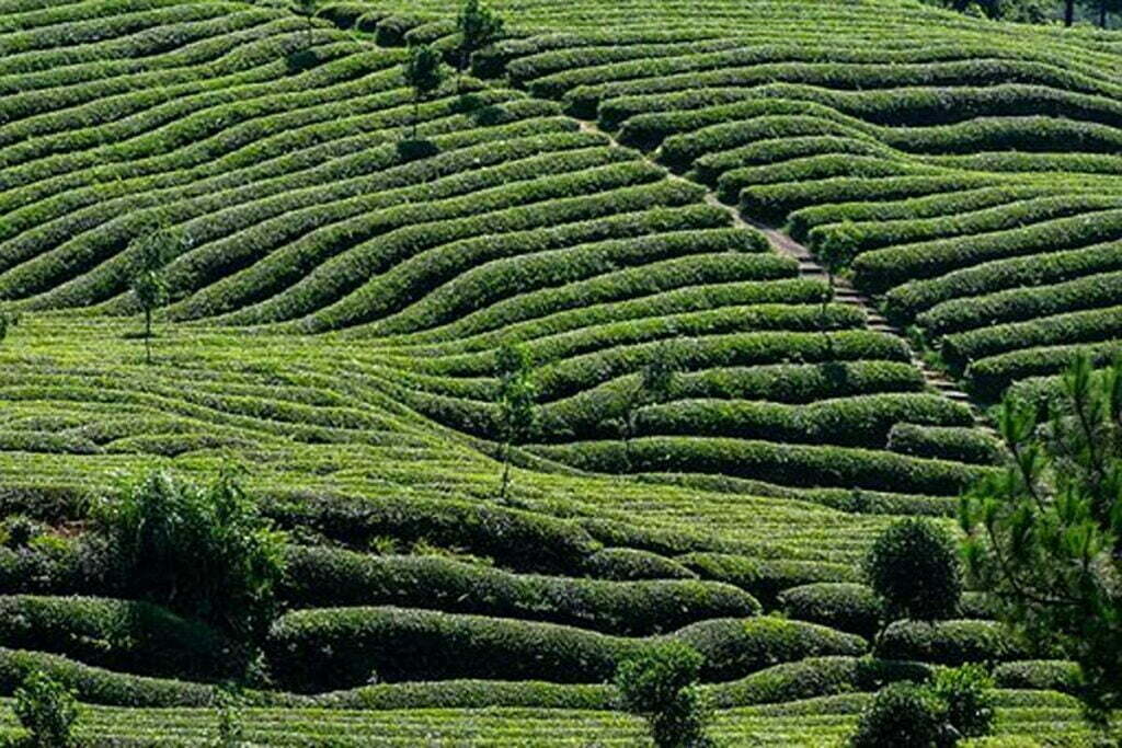 How to Grow a Tea Garden