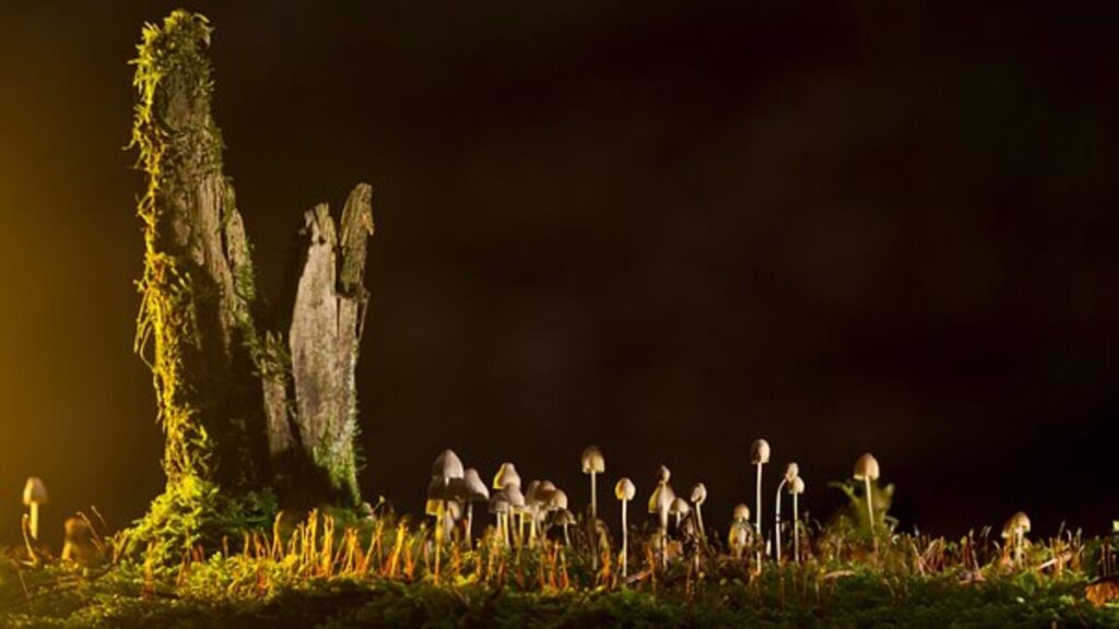 Burning off Light on Mushrooms – A Healthy Addition to Your Diet plan