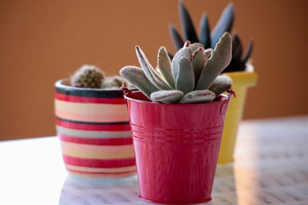Nopal cactus juice has several positive health effects.