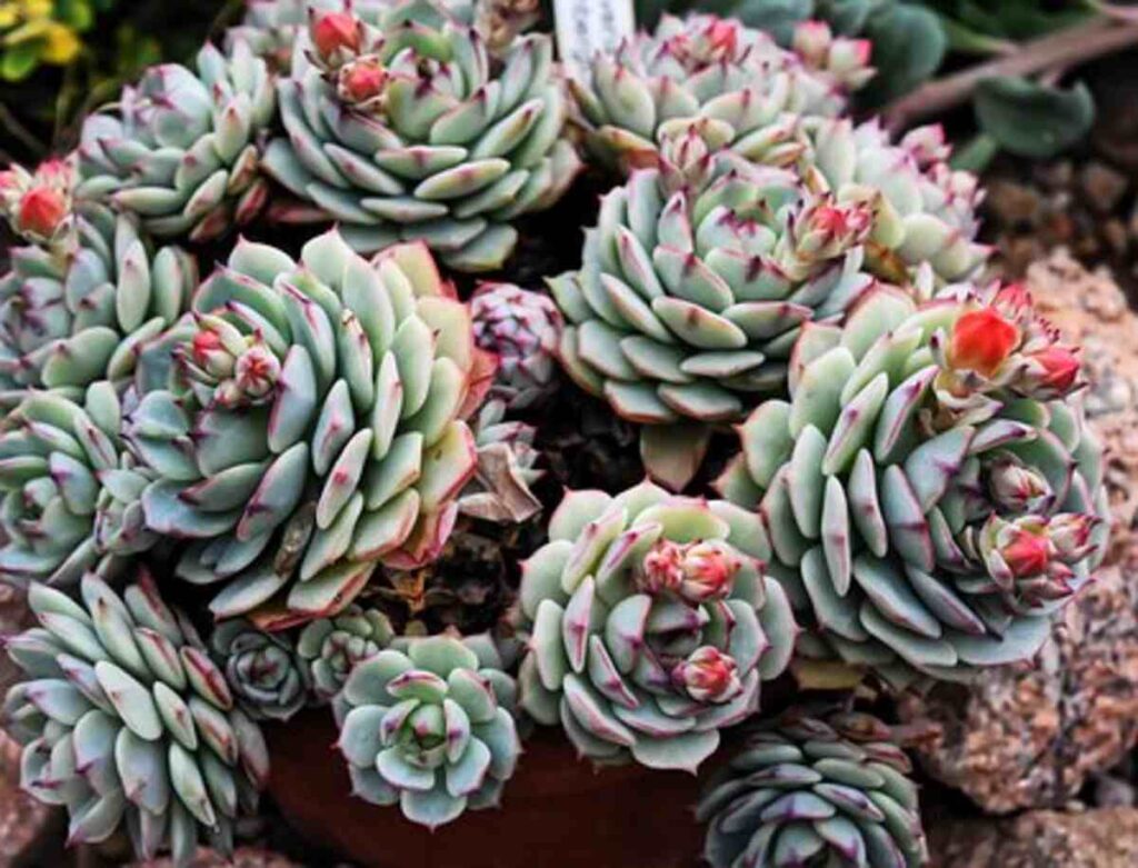 Today, you can buy a variety of cactus.
