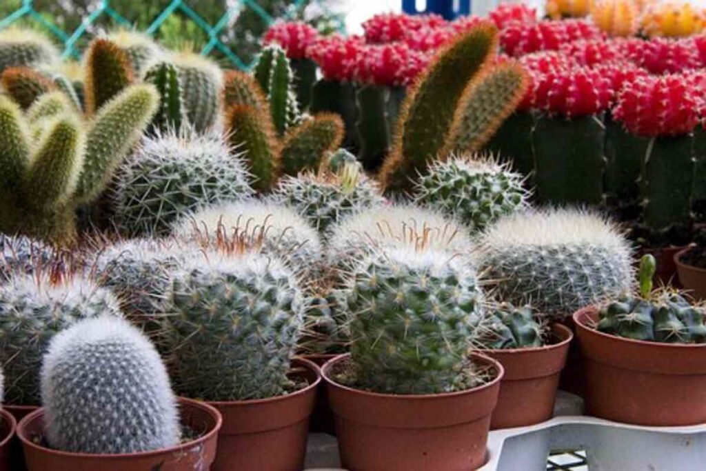 Use the Wonder Cactus to jumpstart your weight loss efforts