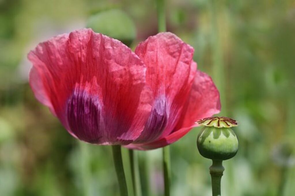 Opium Poppy Pods Described