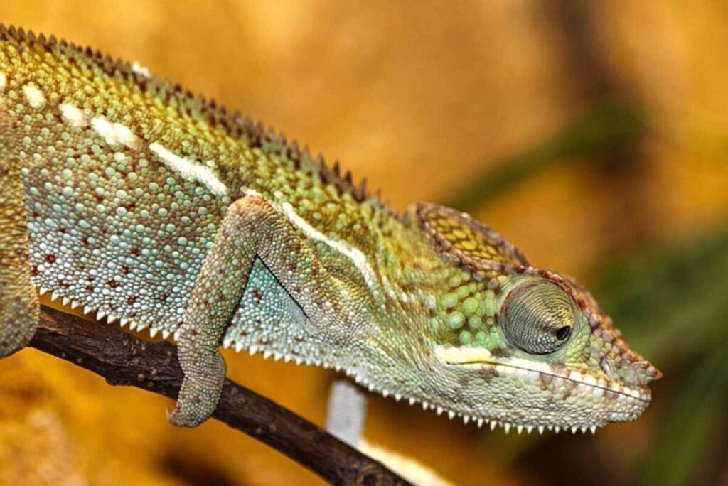2 Fun Facts About Chameleons
