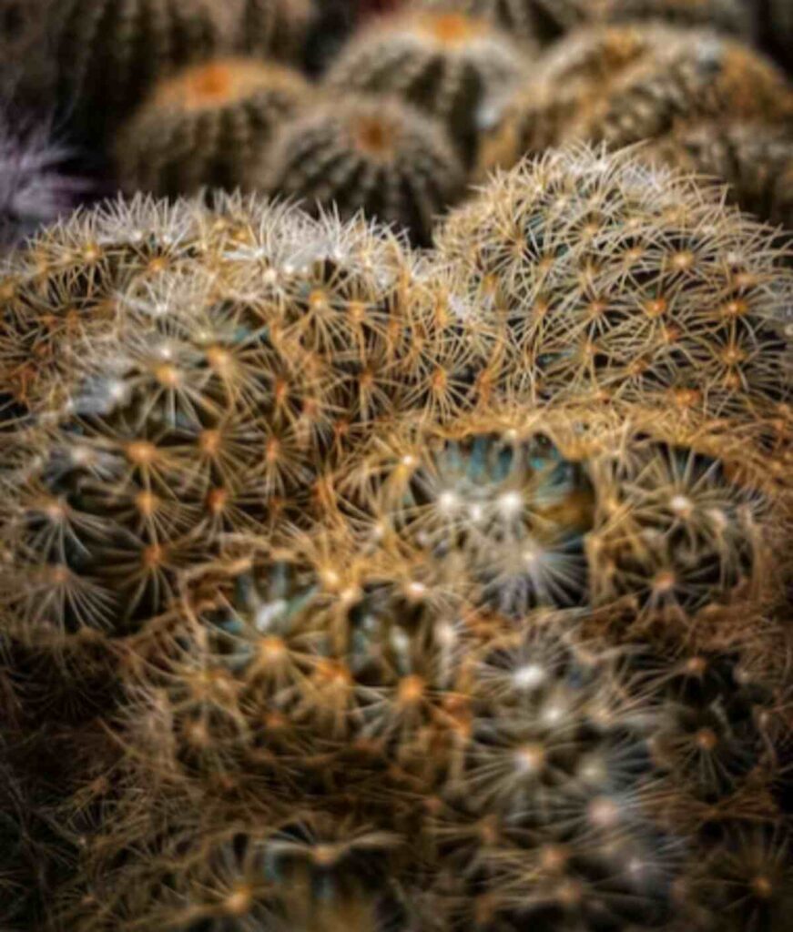 What Part of Peyote is Edible?