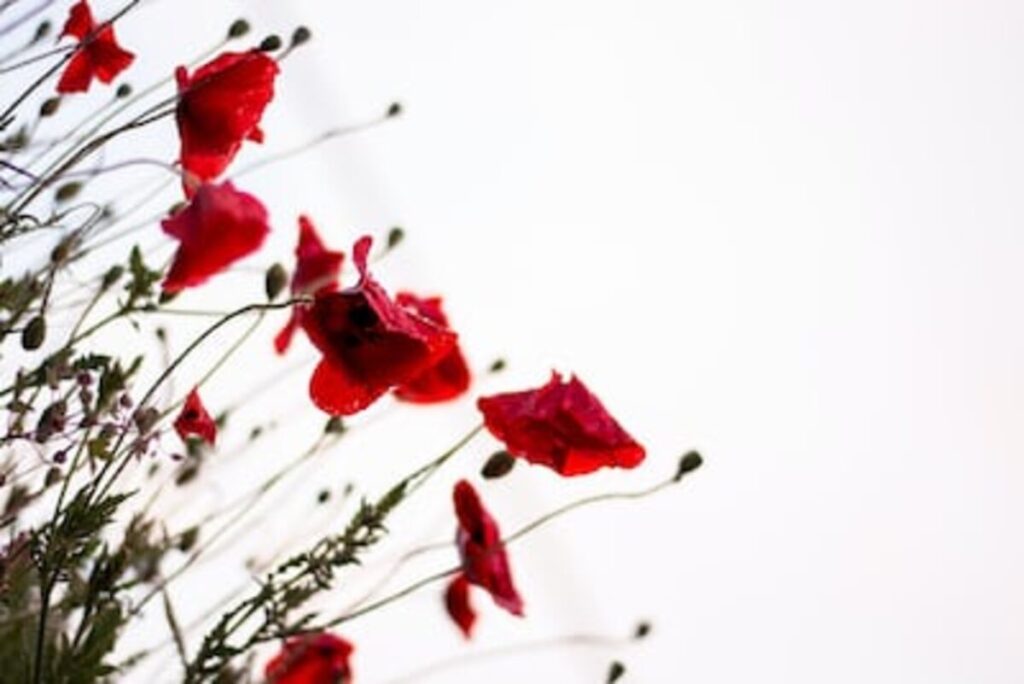 Poppy Seeds – Why Are They So Expensive?
