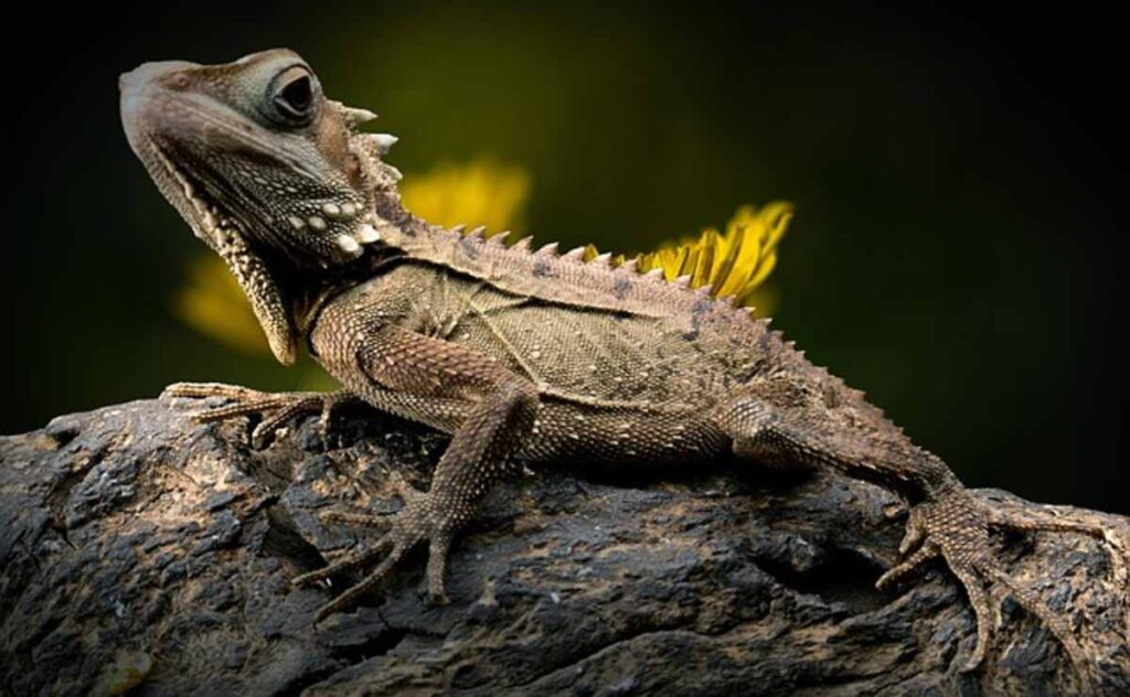 What Are Reptiles Called?