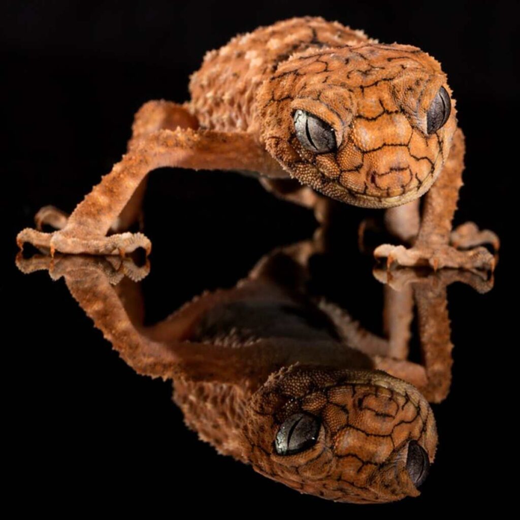 The Satanic Leaf-Tailed Gecko