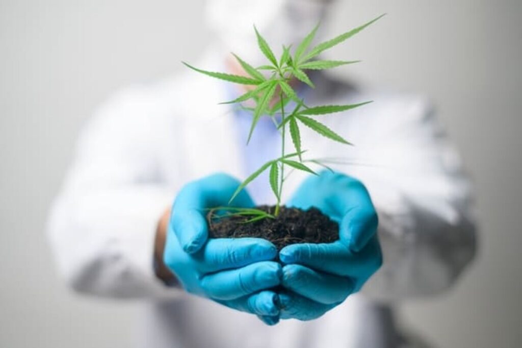 What is the legal age to buy cannabis in California?