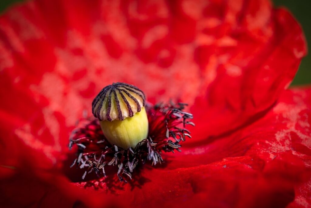 Buy Dried Poppy Seeds Online