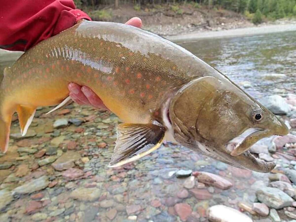 Paflyfish – A Fly Fishing Forum