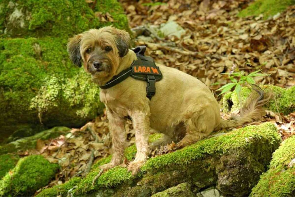 The Neewa Adjustable Sled Pro Harness – Perfect For Training Your Dog For Sledding