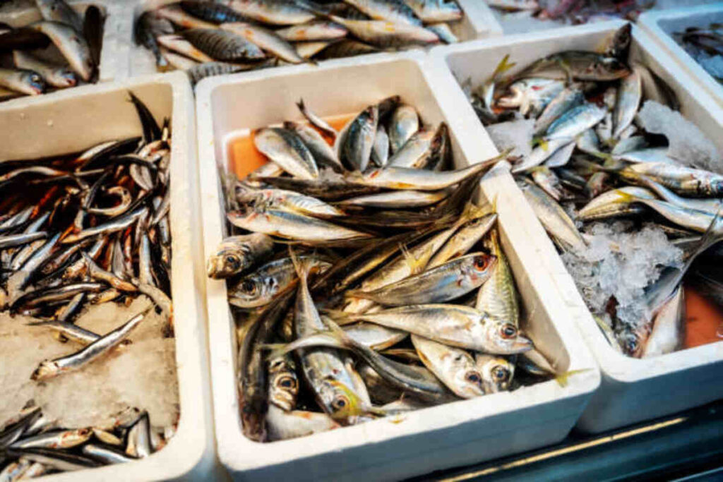 Slippery Fish – A Popular Ocean Creature Song