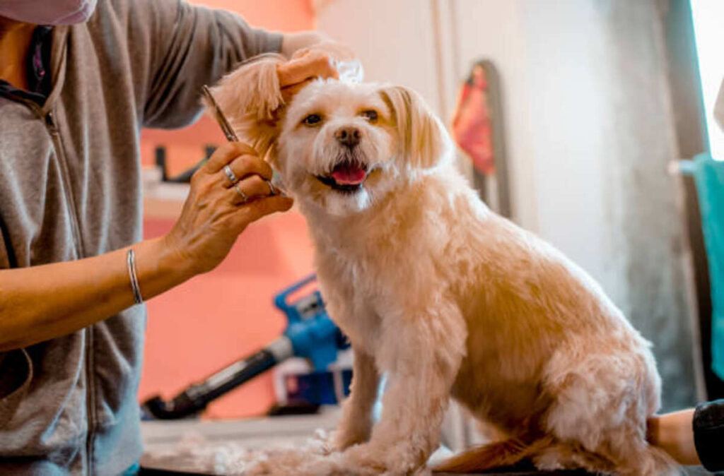 How to Deal With a Dog Grooming Mat