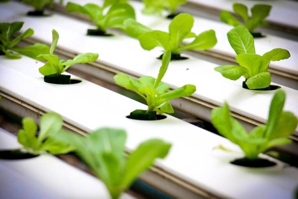Different Types of Hydroponics Grow System