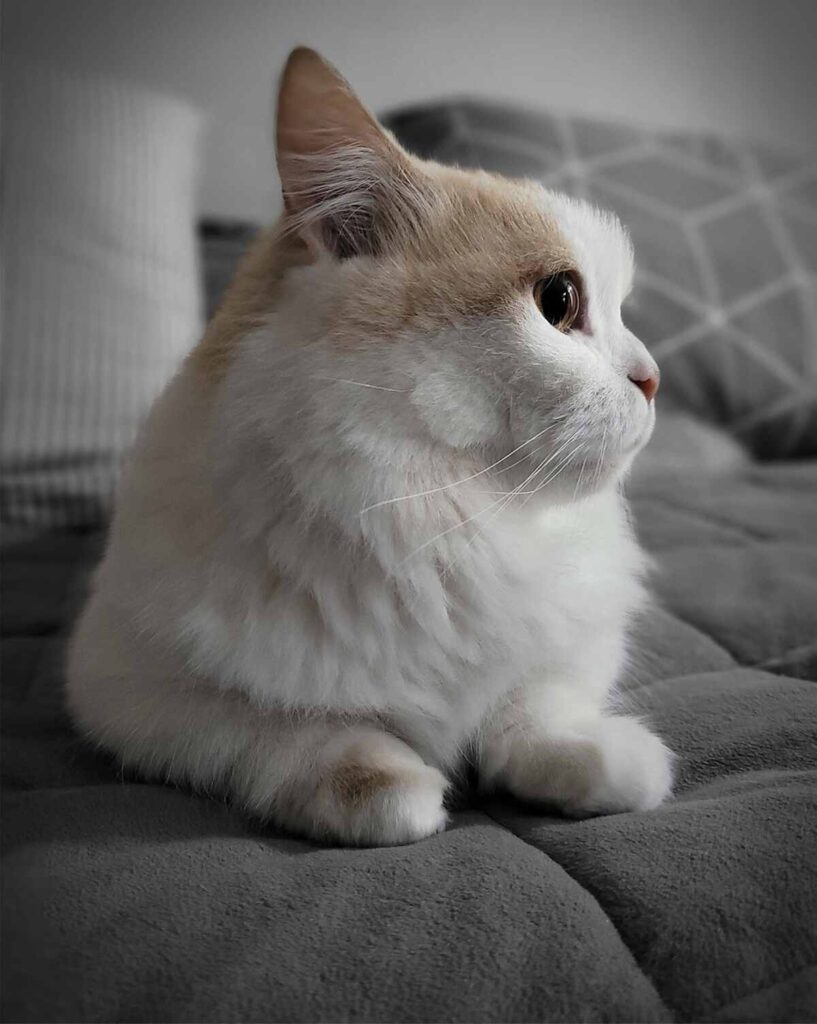 Buy Munchkin Cat Euphoria: Exploring Options and Making the Right Choice