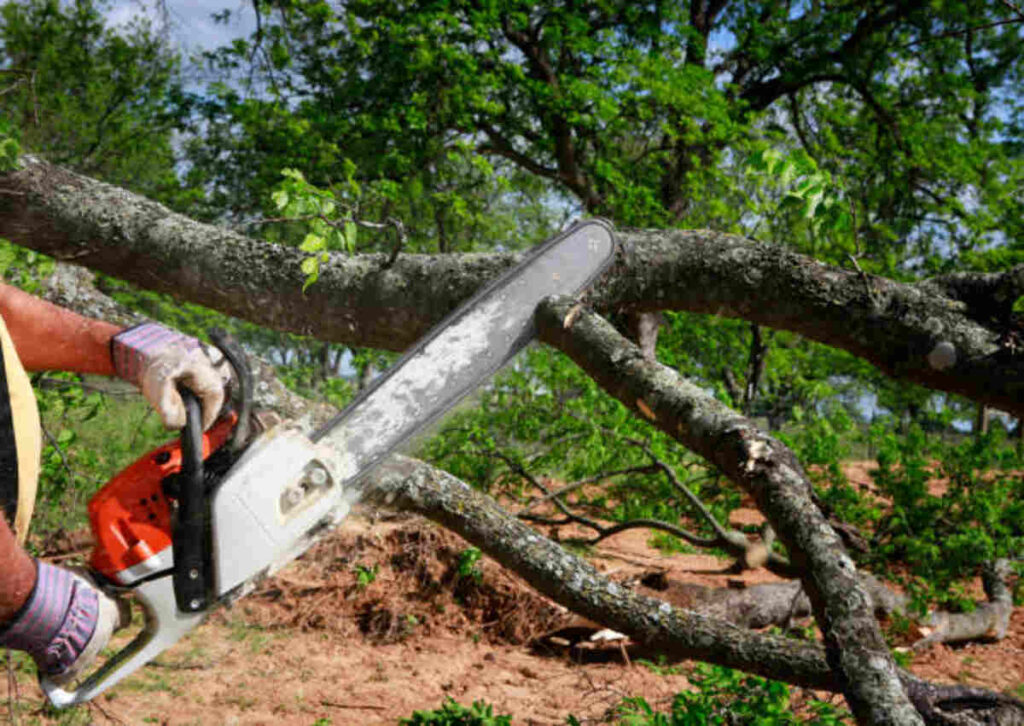 Getting a Cut Above Tree Service