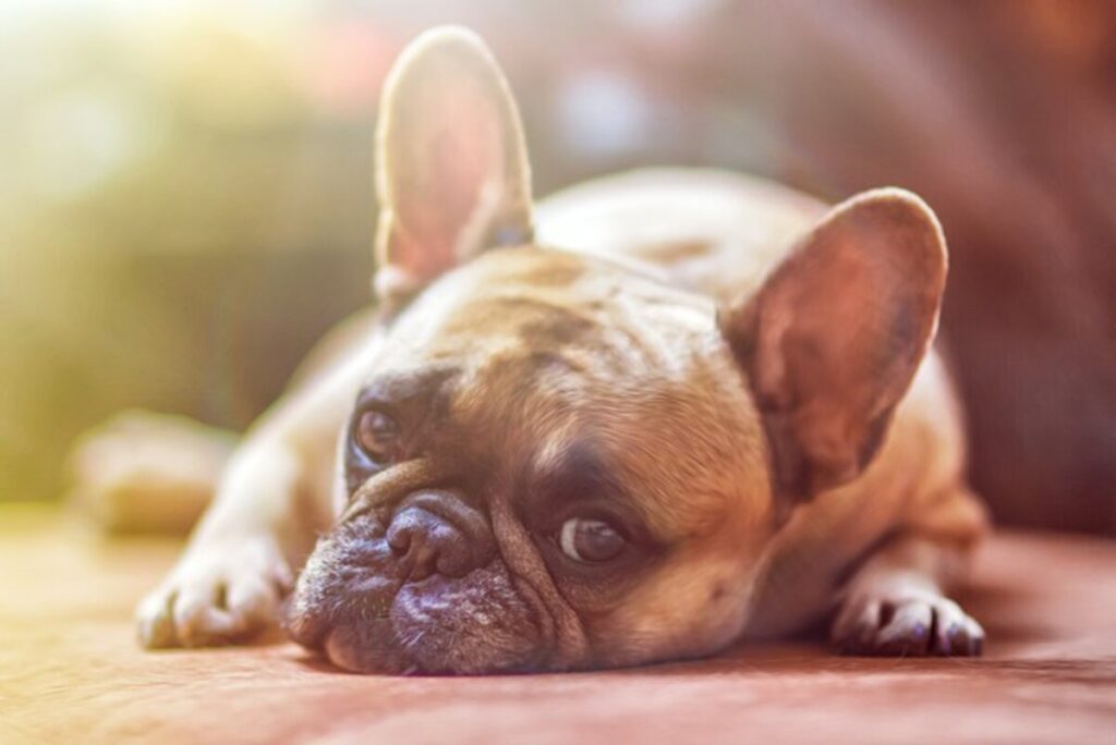 Precisely what Nutrients Should Your Dog Consume?