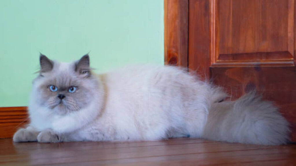 The Fascinating World of Long-Necked Cats